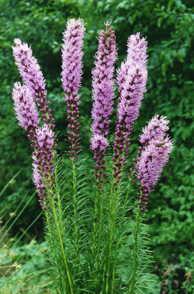 Liatris spicata photo